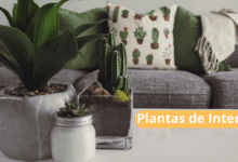 Guia para Cuidar de Plantas de Interior Fácilmente