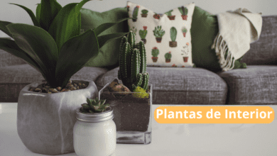 Guia para Cuidar de Plantas de Interior Fácilmente